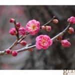 (梶河)習慣