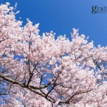 （plus) 私たちの想い