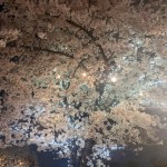 (+e)夜桜♪